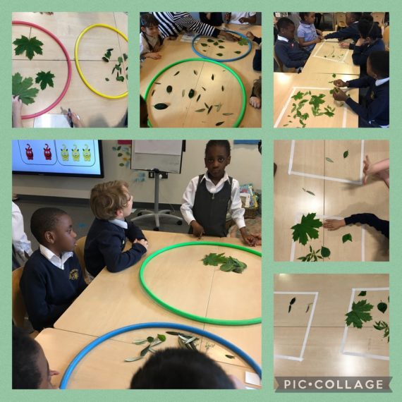 Holy Trinity Primary School | Classifying leaves in Year 1